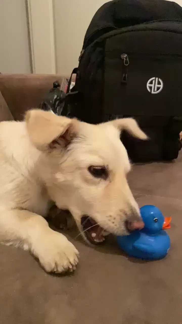 UGC üreticisi ve evcil hayvan kampanya görseli